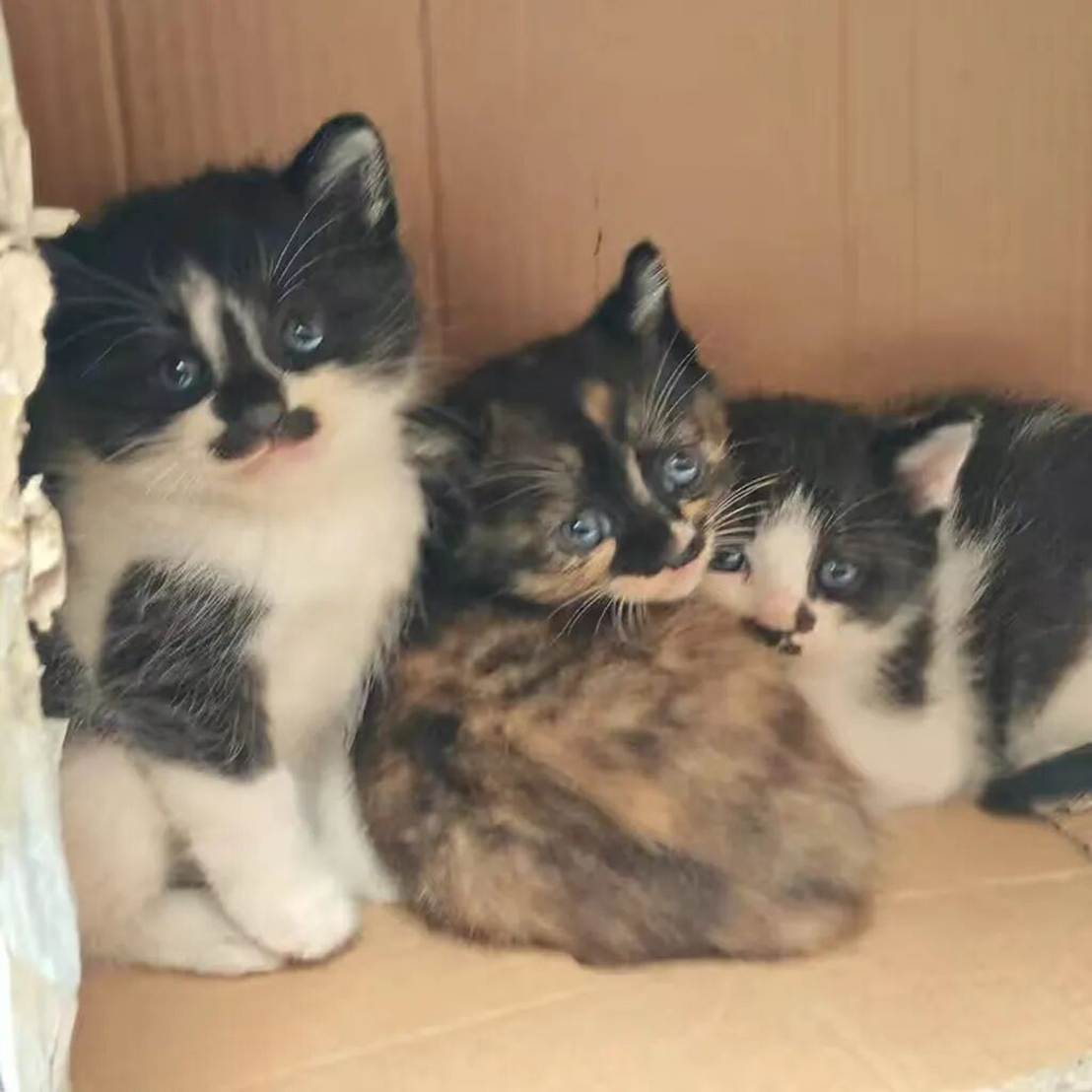 猫站在一起 AI 生成的内容可能不正确。